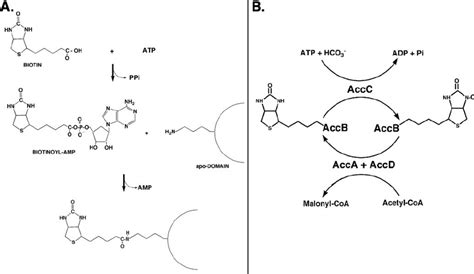 Bira And Acetyl Coa Carboxylase Reactions A Bira Reaction Which Is Download Scientific