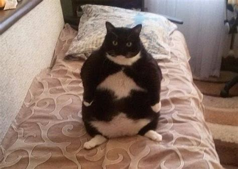 Cute Fat Cat Aww