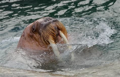 Dozer The Walrus Returns To Tacoma To Charm The Female Walruses Wjla