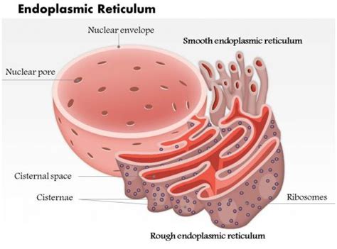 We did not find results for: 0614 Endoplasmic Reticulum biology Medical Images For ...