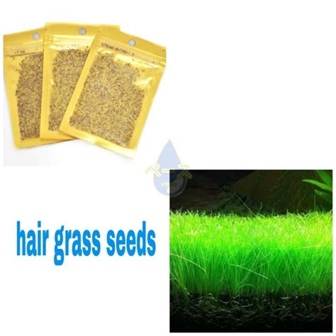 Tanaman hias, bibit bunga, bibit sayuran, bibit buah, perlengkapan hidroponik, aquascape, dll kami jual dengan harga murah & lengkap di toko online bibitonline.com. Jual Bibit benih tanaman air Carpet seed aquascape ...