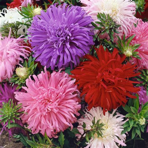 China Aster Seeds Ostrich Feather Mix Flower Seeds In Packets