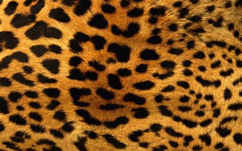 Animals Patterns Fur Leopard Print Wallpapers Hd