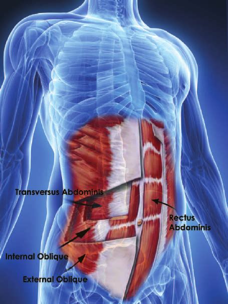 The Anatomy Of The Abdominal Wall Download Scientific Diagram