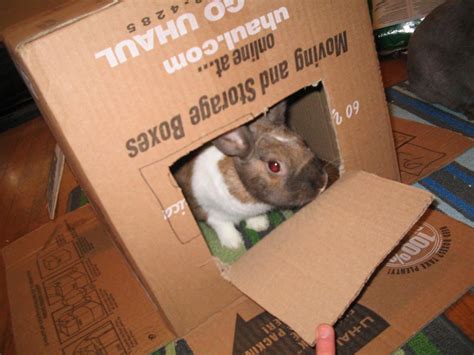 Diy rabbit cardboard castle rabbits become very easily bored and there are not many toys available to them. Pet Rabbit Toys & Bunny Chews - Exotic Animal Supplies
