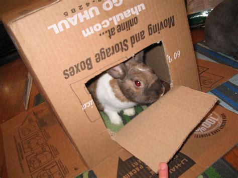 Diy inspiration for cardboard cat houses. Pet Rabbit Toys & Bunny Chews - Exotic Animal Supplies