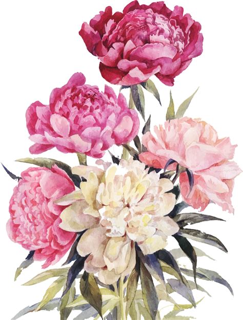 Download Peony Bouquet Png Watercolor Peony Drawing Clipartkey