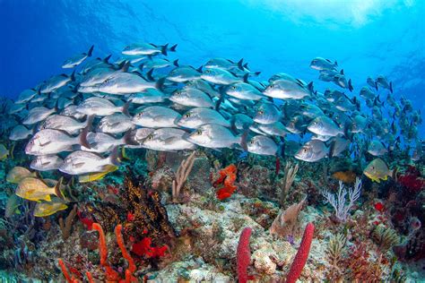 A Guide To Diving In Cozumel And Beyond Zublu
