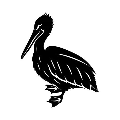 Best Pelican Silhouettes Illustrations Royalty Free Vector Graphics