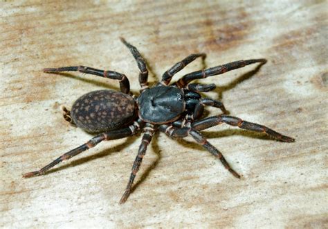 Coloration is generally brownish or grayish and their legs and other body parts are hairy and often have bands and markings that are darker in color. This Is the Outstanding Power of Funnel Web Spiders - Page ...