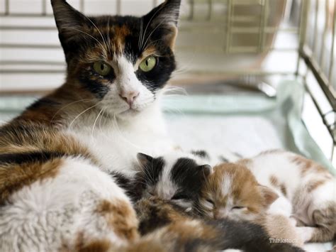 Dystocia refers to difficulties when giving birth. What to Expect When Your Cat is Pregnant -- Page 2