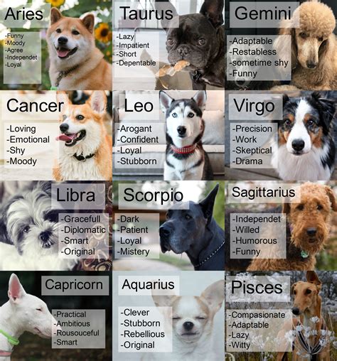 Zodiac Signs Animals Zodiac Signs Chart Zodiac Signs Sagittarius