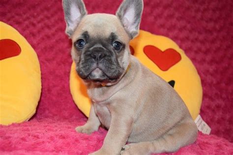 This is what fbrn is all about: French Bulldog Puppies For Sale | Pennsylvania, NJ #254969