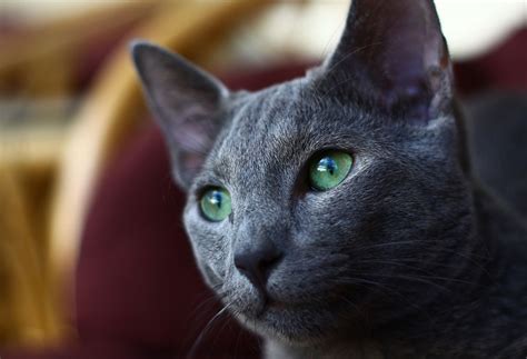 Russian blue cat information, pictures, facts and videos.refined, somewhat reserved cat, they can be shy with strangers, are fastidiously clean and like order to their lives. Cat Breed Corner: Russian Blue | Mad Paws Blog