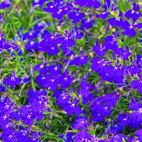 Lobelia Flower Garden Seeds Palace Series Royal Dark Blue 1000