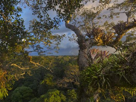 Rain Forest National Geographic Society