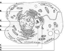 Regulates the movement of substances in and out of the cell. Exercise Physiology Quiz - ProProfs Quiz