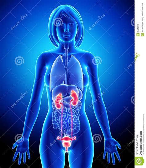 Female Reproductive Organs With Testis Stock Illustration