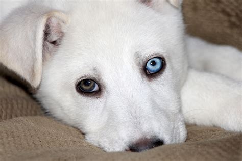 Different Color Eyes Free Stock Photo Public Domain Pictures