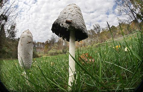 Wild Mushrooms Poison 15 Nj Residents In Less Than 2 Weeks