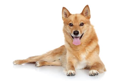 Finnish Spitz Dog Breed Characteristics And Care