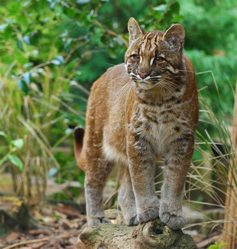 The most common asian golden cat material is cotton. Asian golden cat | DinoAnimals.com
