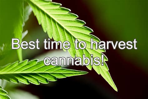When Is The Best Time To Harvest Cannabis