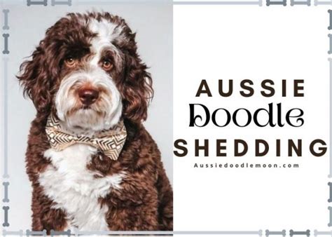 Aussiedoodle Shedding Do Aussiedoodles Shed 2023