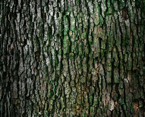 Free Images Tree Forest Branch Texture Leaf Trunk