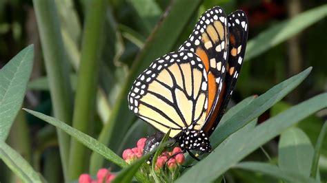 Monarch Butterfly Laying Eggs Uhd 4k Fyv Monarch Butterfly Egg