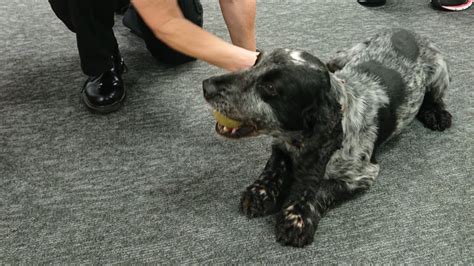 Semen Sniffing Derbyshire Police Dog Retires Bbc News