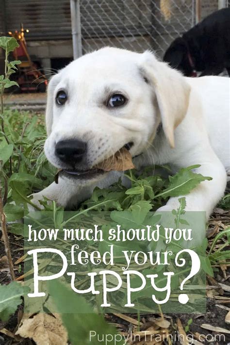 This commonly asked question will often depend on a series of factors. How Much To Feed A Puppy
