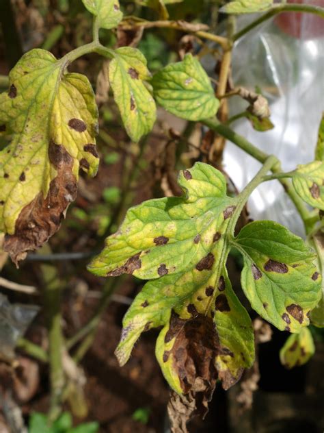 Excessive irrigation does not only turn tomato leaves yellow, but also causes cracked tomato fruits, wilting of the plant and blossom end rot. Tomato Plant Leaf Discoloration | Cromalinsupport