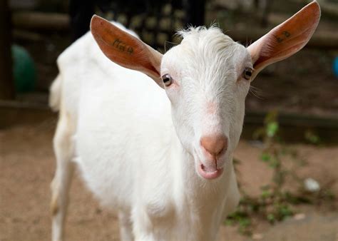 Saanen Goat Zoo Atlanta