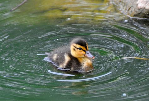 Hatch approximately 12 ducklings and usually only 2 survive until fledging. Baby Mallard Duck | Flickr - Photo Sharing!
