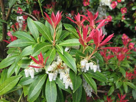 Pieris Japonica An Underappreciated Beauty — Seattle Japanese Garden