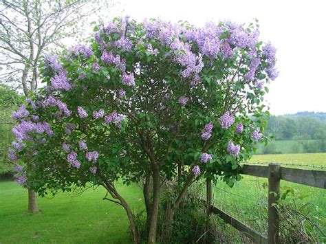 I am 86 years old and can still see that bush and smell the lovely fragrance. Lilac Common Purple (Syringa vulgaris)