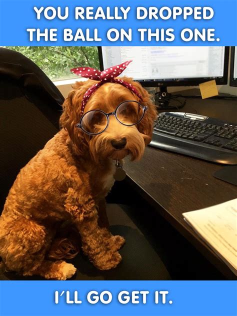 Everything about dog adoption in one place. Take Your Dog To Work Day | Do's And Don'ts | Blue Wheelers