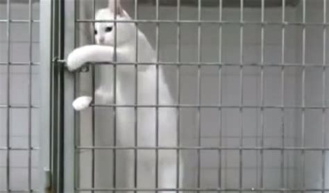 Smart Cat Breaking Out Of A Cage Video Boomsbeat