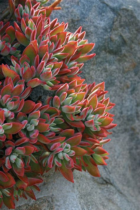 Maybe you would like to learn more about one of these? 373 best Succulent Identification images on Pinterest ...