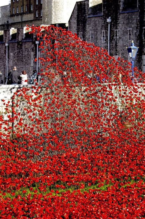Ceramic Poppies In Rememberance Of World War One Editorial Stock Image