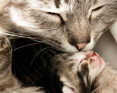 A Mother Cat Kissing One Of Her Kittens Cats Photo Fanpop