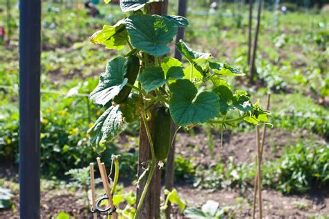 It weighed on the operations of fertilizer titan nutrien (nyse: Reviews Best Fertilizer for Cucumbers: Top 3 Choices ...