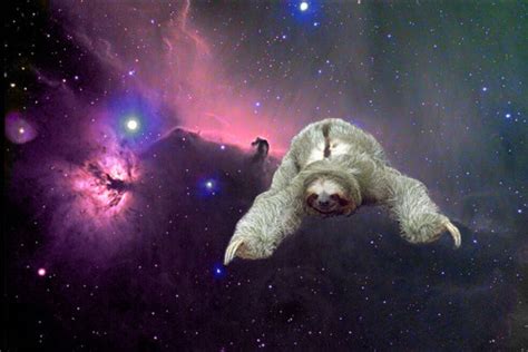 Truly Beats: Sloth Love*