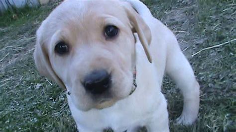 They were considered the same breed until 1934 when the akc recognized them as a separate breeds. labrador puppies for sale - WV - West Virginia Labrador ...