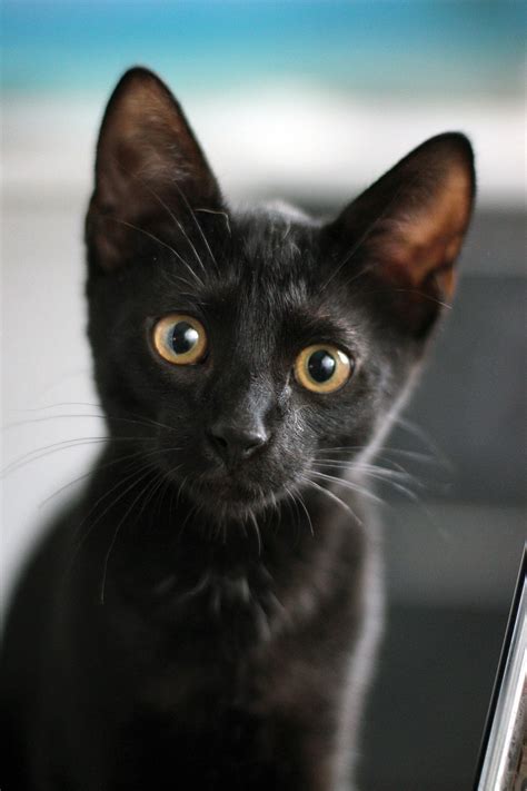 Black Cat Kitten Animal Free Photo On Pixabay Pixabay
