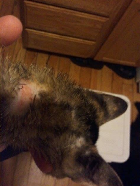 Hair loss and scabs on female cat