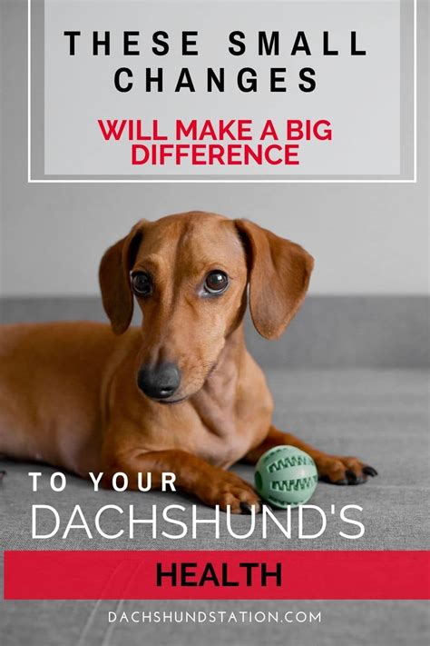 Includes detailed review and star rating for each choosing the best food for your puppy is one of the most important decisions you can make. 3 Easy Ways to Keep Your Dachshund Healthy: Give your ...