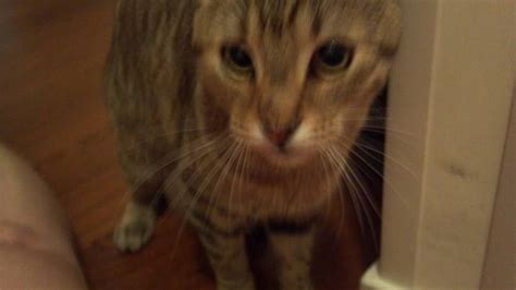 Here are the most common types of skin lumps on cats are and some tricks you can use to tell them apart. My 9-m0nth old cat has a lump on his nose. It appeared ...