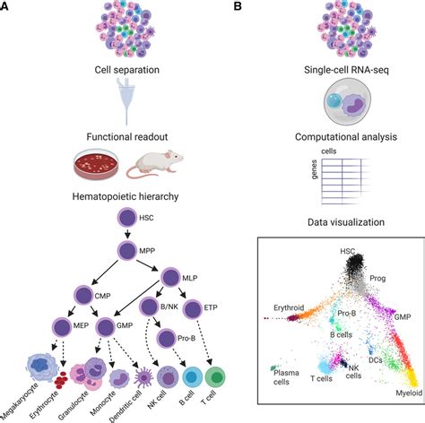 Single Cell Rna Sequencing To Disentangle The Blood System